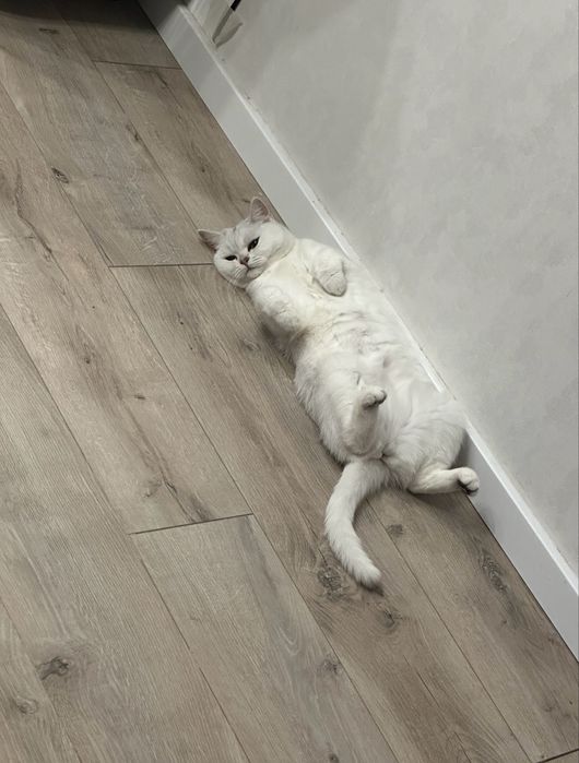 Британская шиншилла