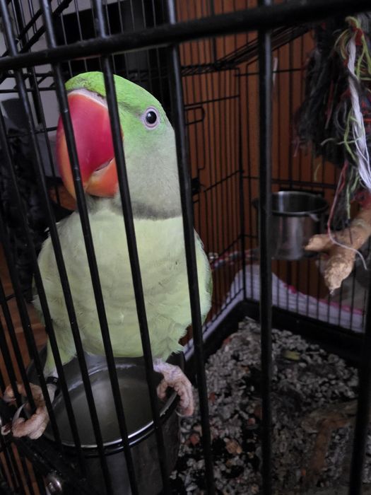 Papagali Marele Alexandru