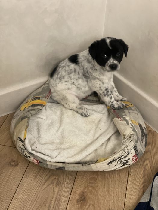 Щенок девочка помесь овчарки