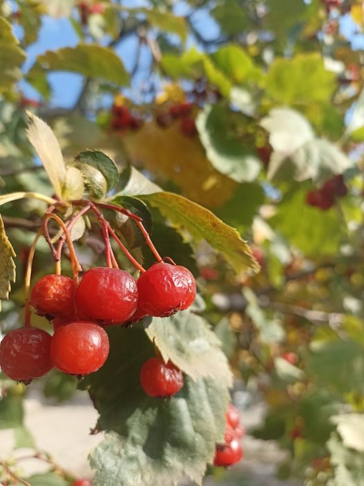 Продам бярошник в любом количестве