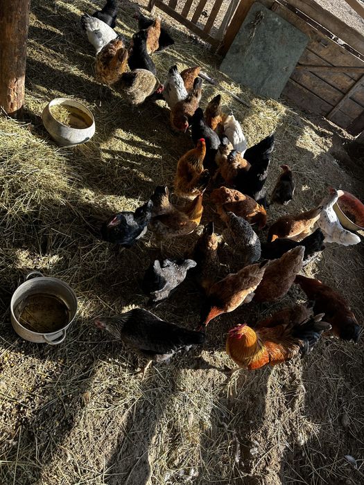 Куры тауық әтеш