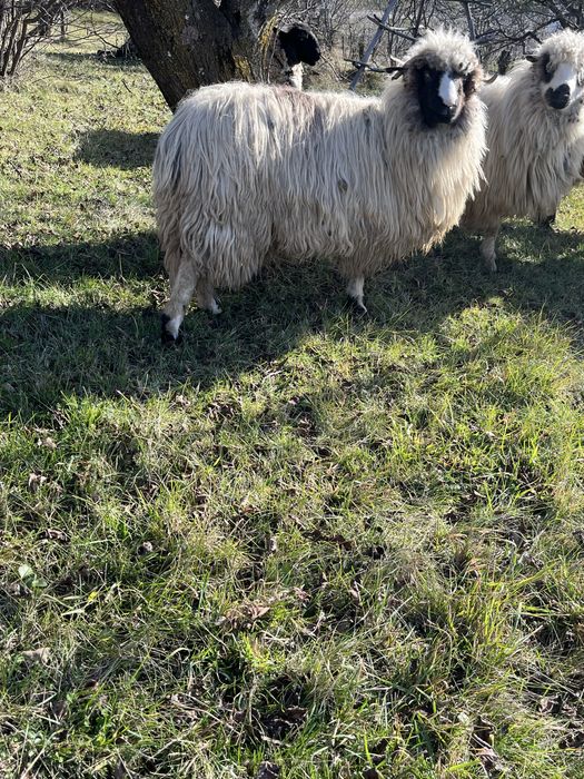 Vând mieluță brează