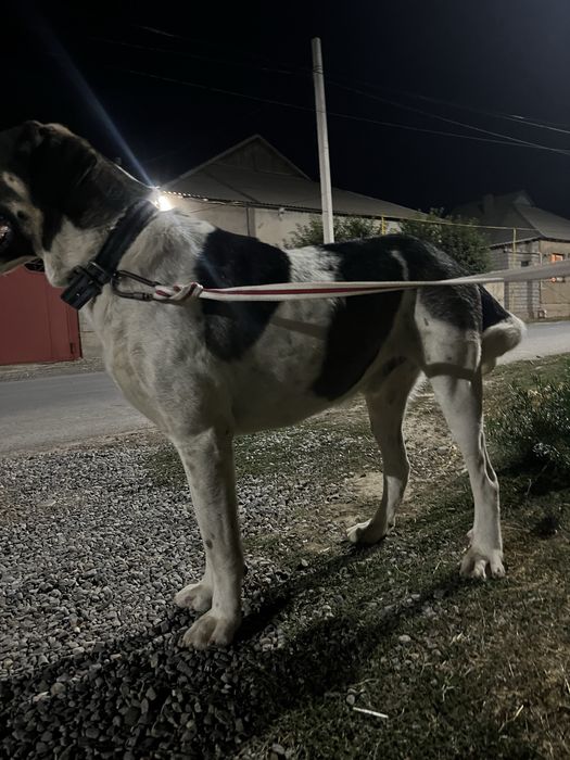 Кобель для вязки