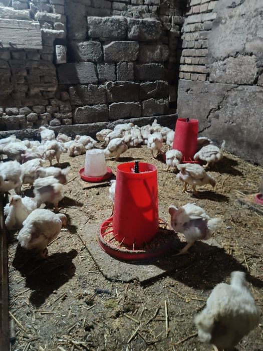 bruller jojalar sotiladi