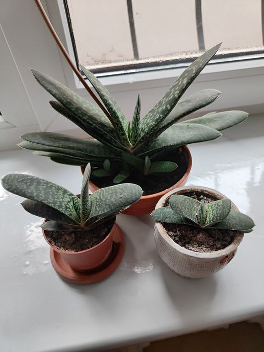 Комнатные цветы.