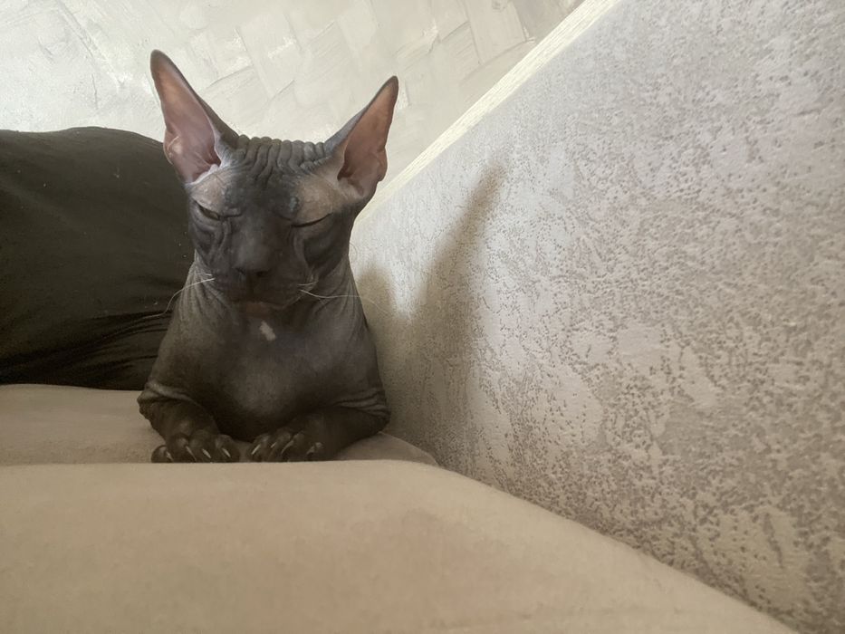 Продам сфинкса канадского