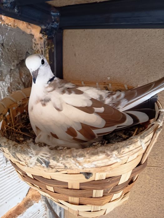 Гугутки смехурки