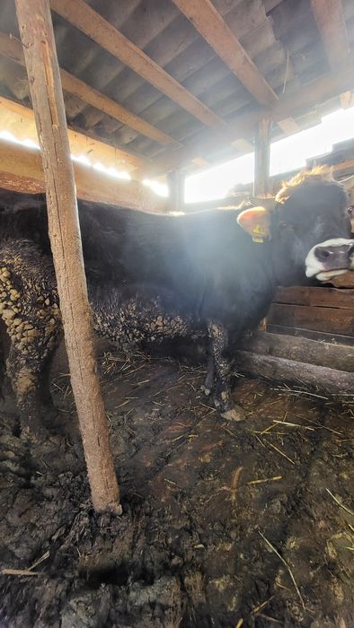 Продам быка на племя  швиц