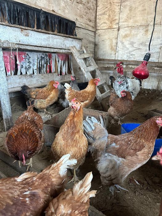 Продам домашних цыплят