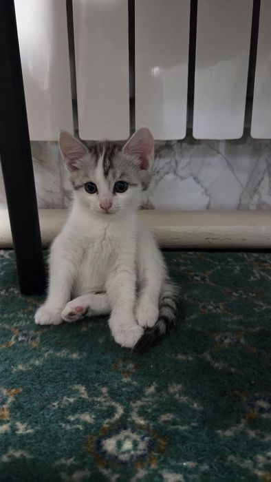 Отдам котят в добрые ручки