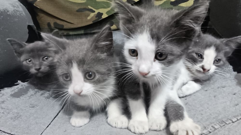 Котята бесплатно