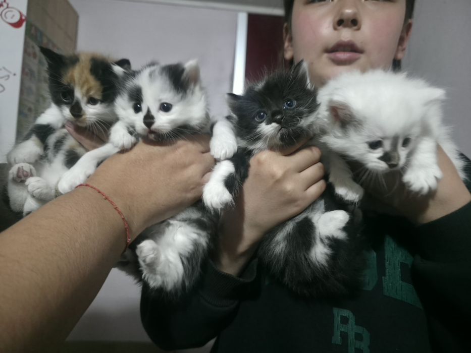 Отдадим котят в Боралдае