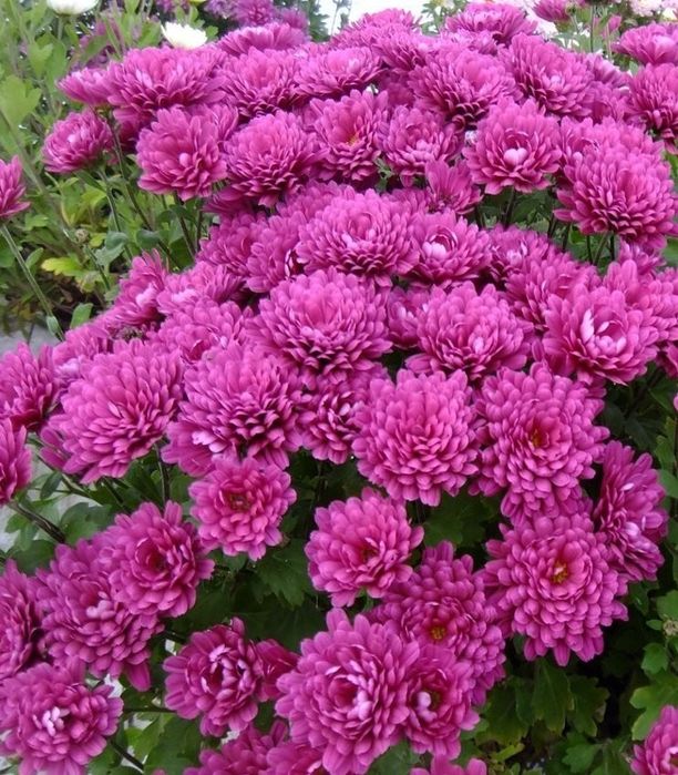 Хризантемы садовые цветы