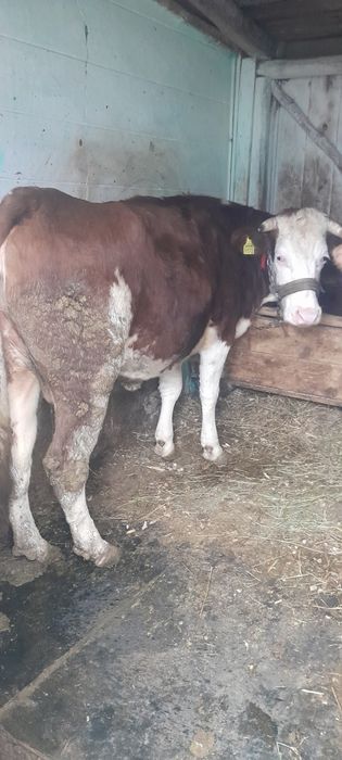 Vand manză si junele