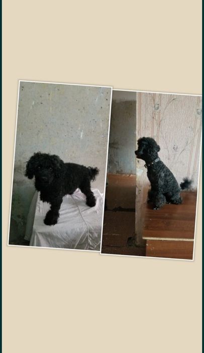 Стрижка собаки..