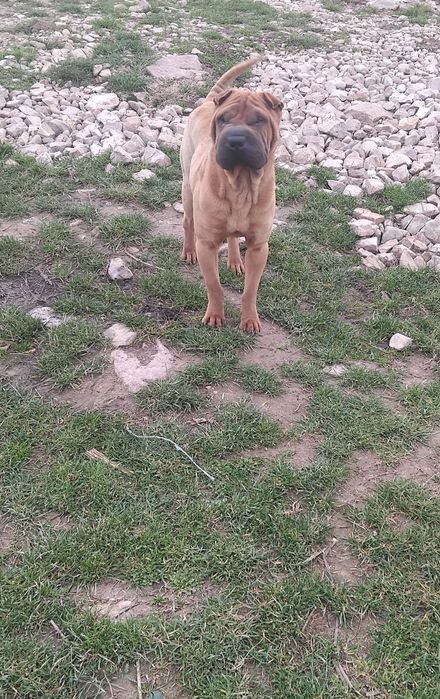 Cîine de vnzare mascul