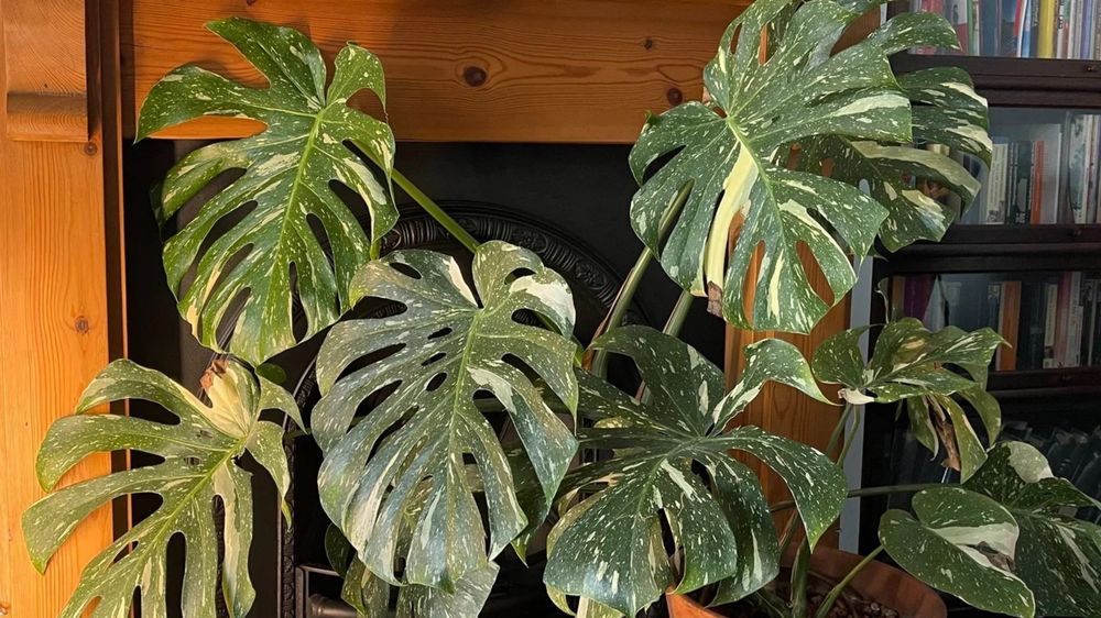 Филодендрон Thai Constelation Monstera Deliciosa Монстера Делисиоса