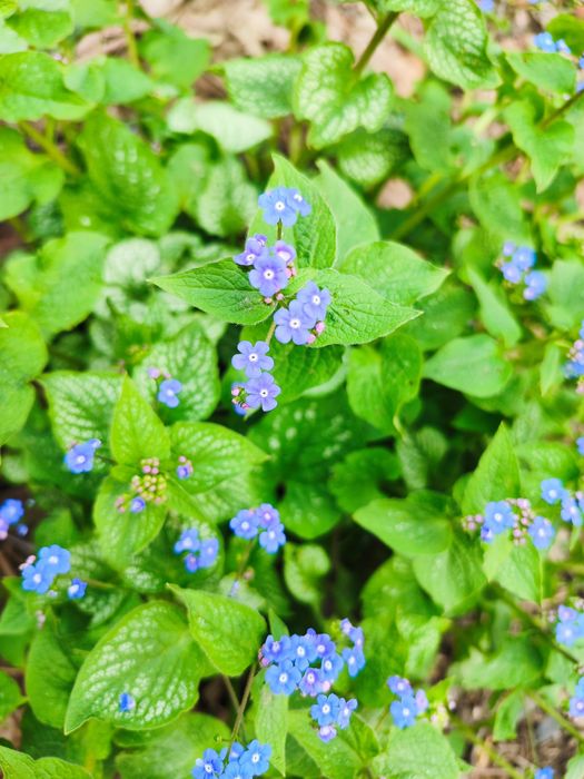 Продам Брунеру .