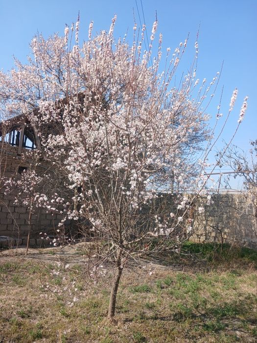 Г.Навои. "Хосил"  Obyekt davlat ro'yxatidan o'tkazilgan.