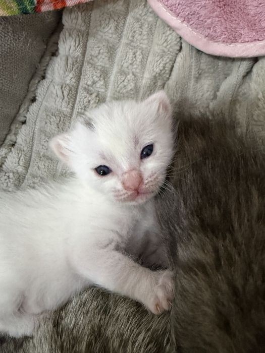 Бронь на котят на сентябрь