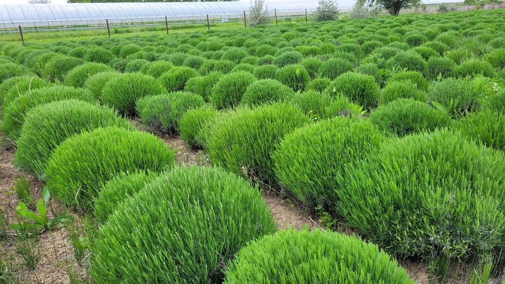 Tufe mari lavanda - poze reale - tufa lavanda