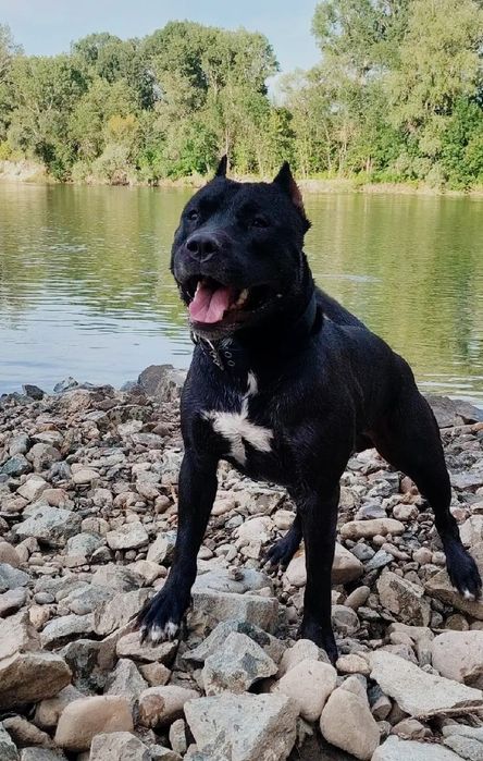 вязка кабель питбуль