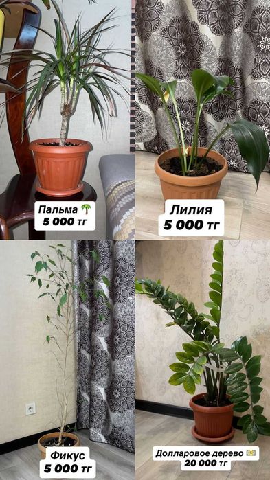 фикус бенджамина ,замиокулькас (долларовое дерево)