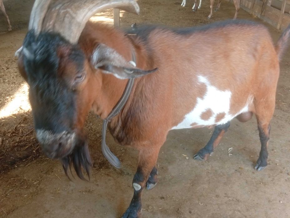 Vând țap metis de anglo cu alpin