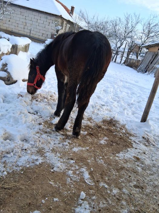 Vând manz de 8 luni