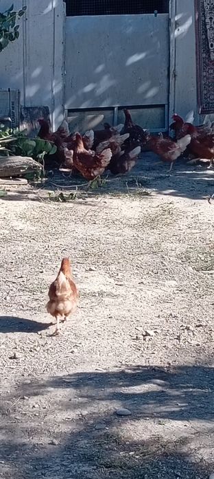 Куры несушки ломанбрау