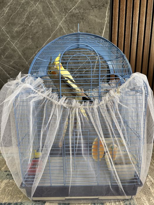 Попугай Карелла взрослый