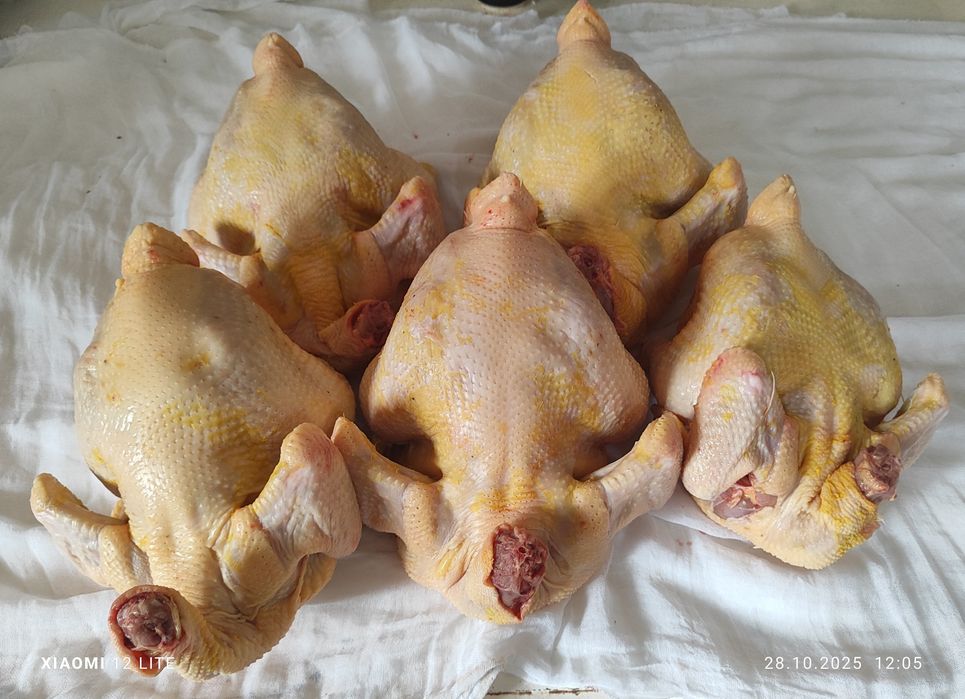 Мясо домашних бройлеров