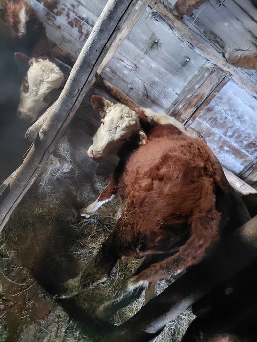 Продам 2-х бычков годовалые с откорма