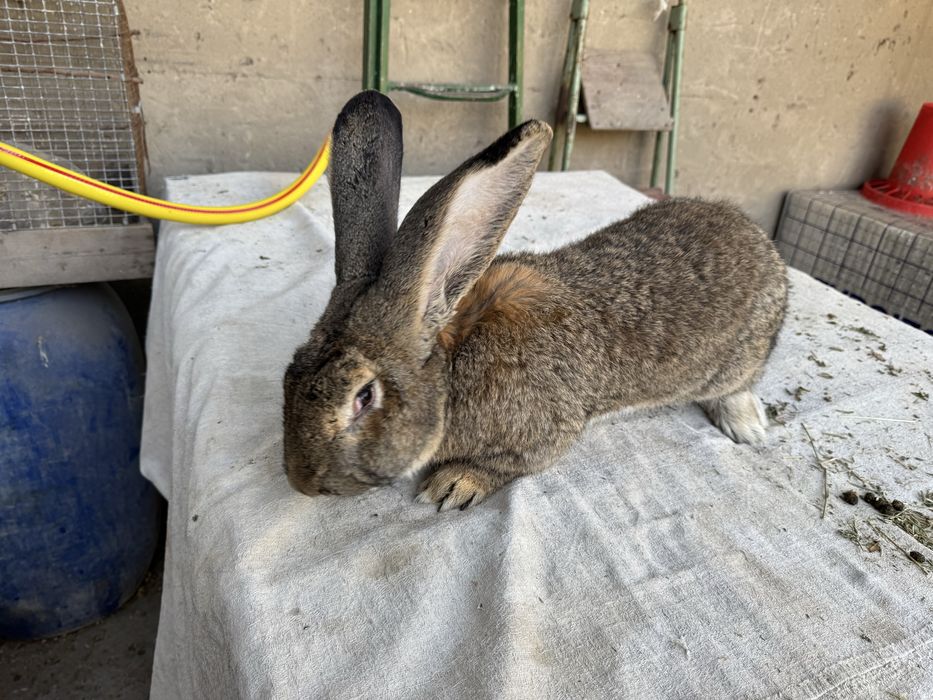 Flander bolalari sotiladi 1.5 ойлик соглом