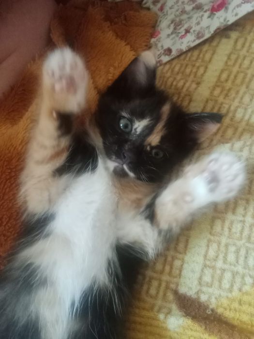 Котенок трехцветный