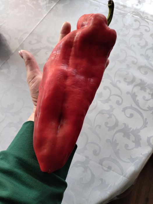 Продам семена сортового болгарского перца.