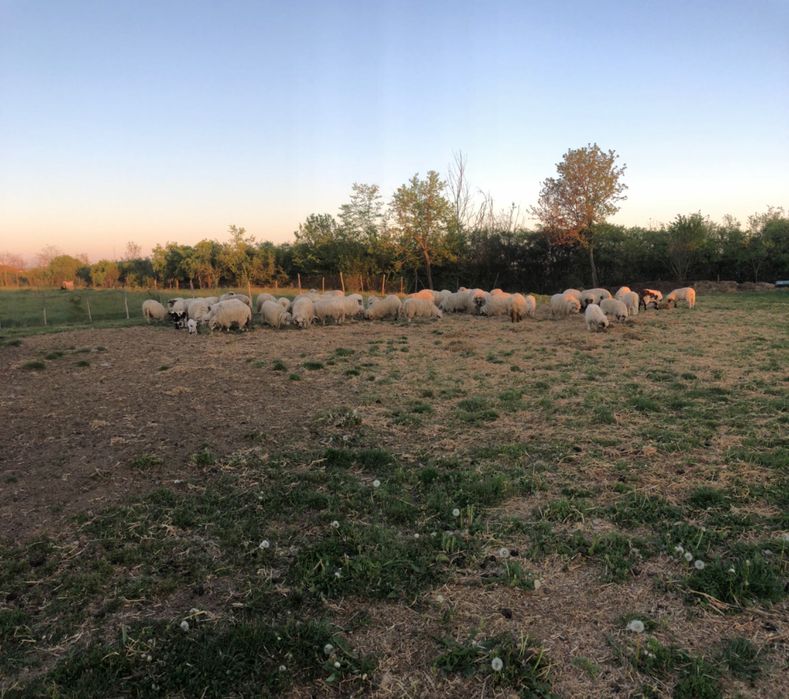 Vand oi turcane 37 si. 25 de miei