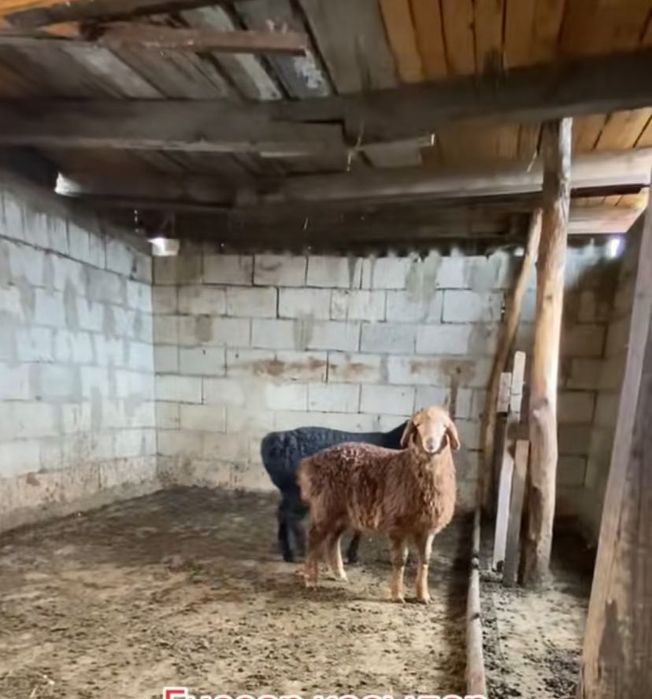 Гисар козылар сатам