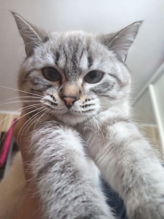 Отдам кошки в хорошие руки