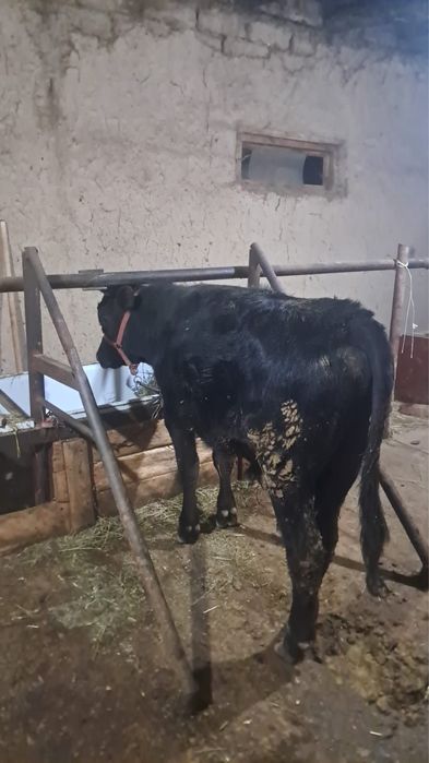 Бычок бұқа бычок