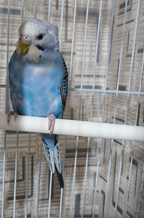 Попугай карелла самка