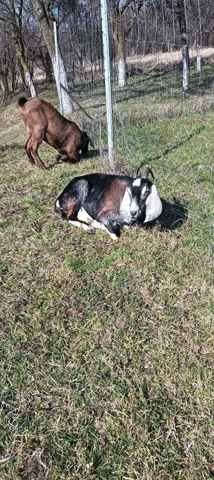 Vând capre anglonubiene