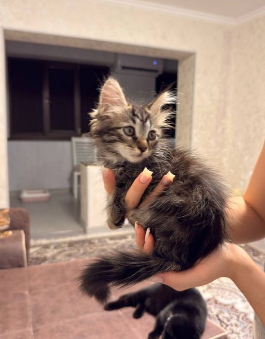 Продаётся котёнок