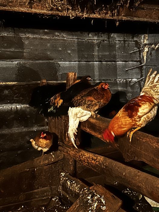 Домашний несушка тауыктары