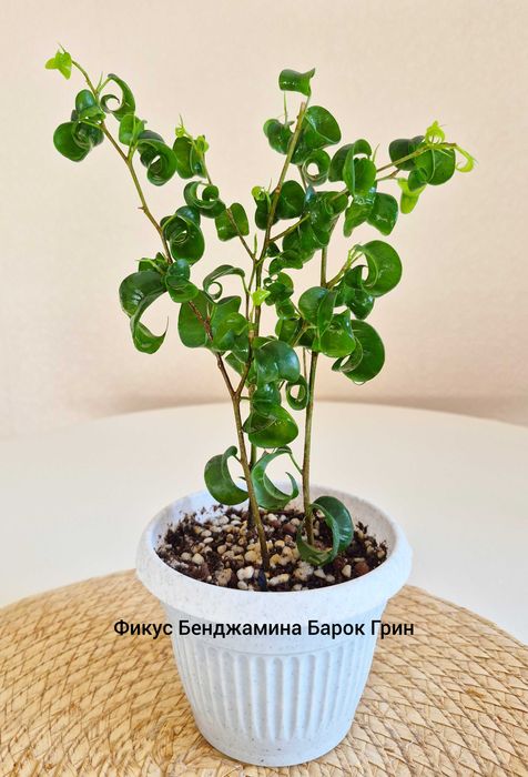 Фикусы Бенджамина Барок Грин и Кинки Грин