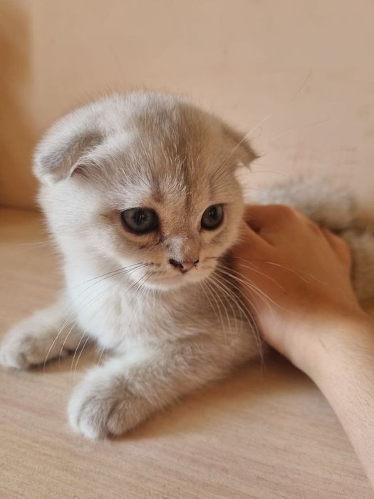 Породистый котёнок Zotdor mushuk bolasi Skottish fold silver