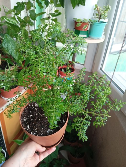 Продам цветы комнатные