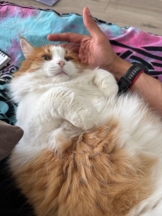 Отдам кота в добрый руки