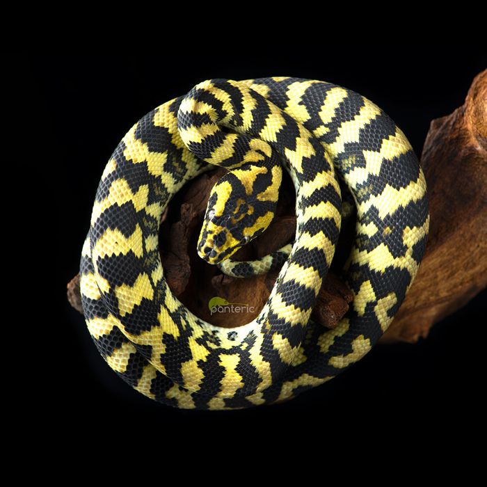 Ковровые питоны малыши