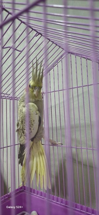 Продам молодую птицу